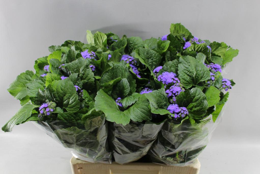 ageratum blue planet ageratum blue planet