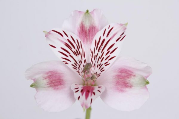 alstroemeria panorama – Florasystem Žilina