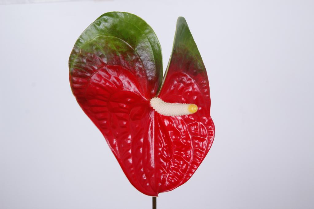 anthurium amigo - Florasystem ilina