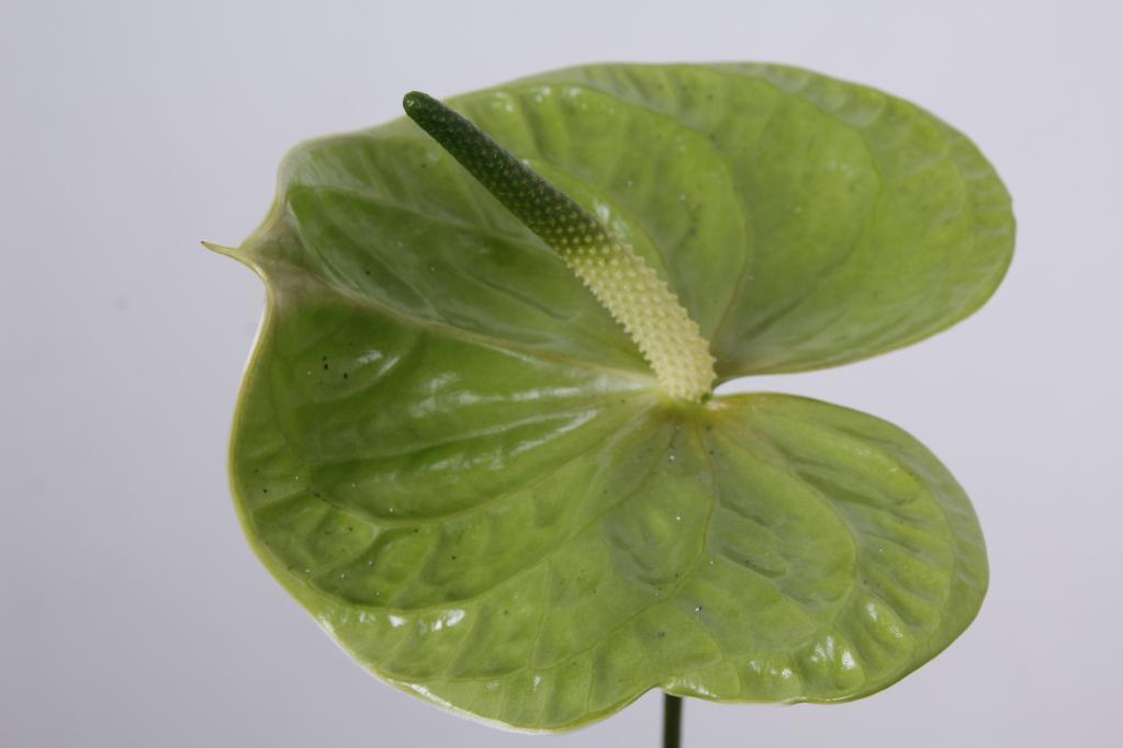 anthurium midori - Florasystem ilina