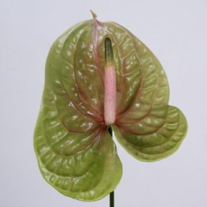 anthurium zafira - Florasystem ilina