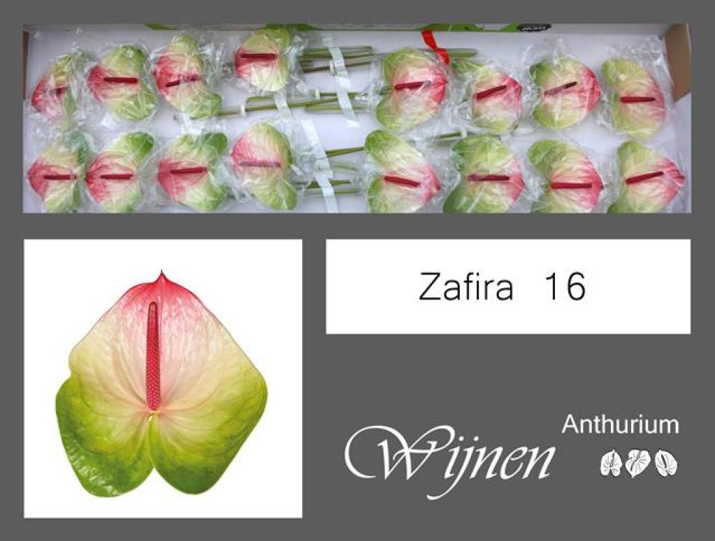 anthurium zafira - Florasystem ilina