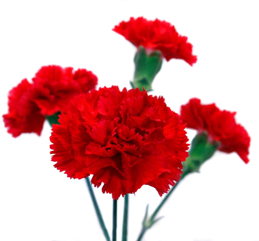 Miniature Carnation