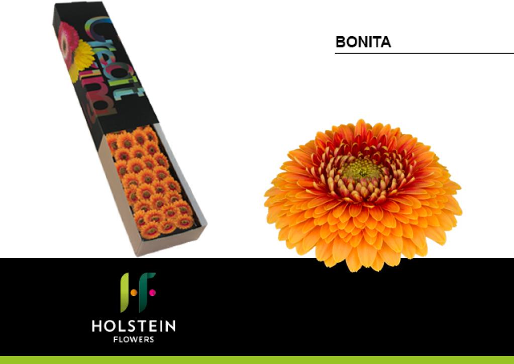 gerbera mi bonita – Florasystem Žilina