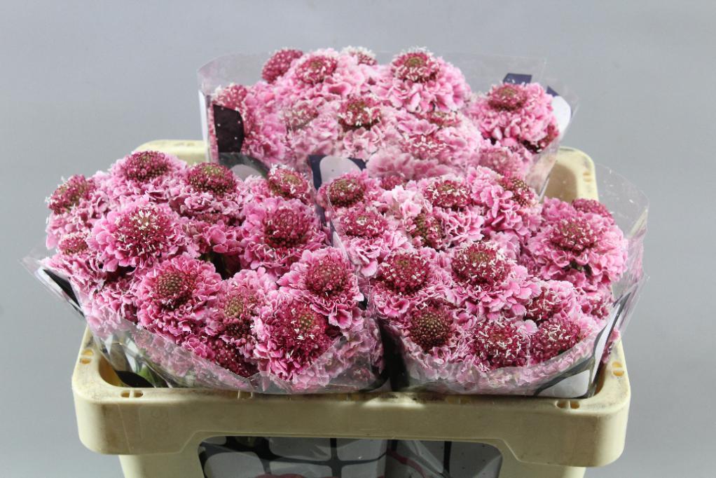 https://florasystem.com/wp-content/uploads/2018/10/scabiosa-cotton-candy-scoop-pink-florasystem-%C5%BEilina-ponuka-predaj-rezan%C3%A9-kvety.jpg